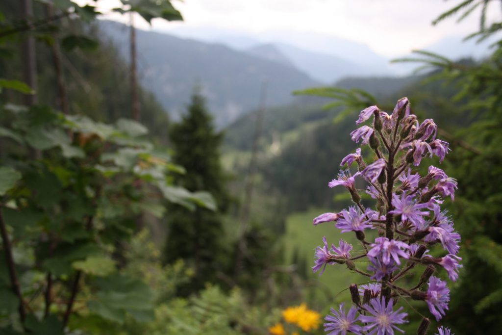 Wandern, Achtsamkeit, Natur, Meditation