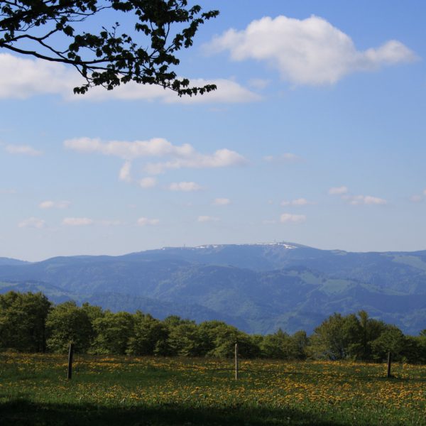 Schwarzwald, Wandern, Wanderung, Kandelhöhenweg