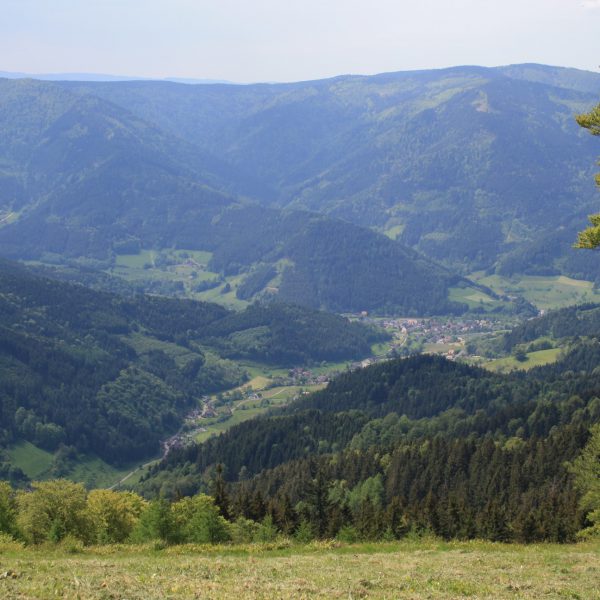 Schwarzwald, Kandelhöhenweg, Wanderung, Wandern, Frühling