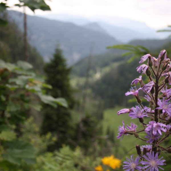 Wandern, Achtsamkeit, Schwarzwald, Meditation