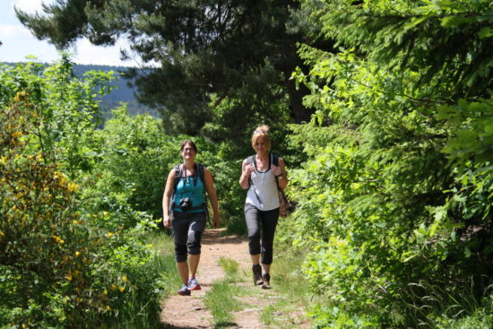 Schwarzwald, Nordschwarzwald, Wandern, Wanderung, Genießerpfad, Satteleisteig, Baiersbronn