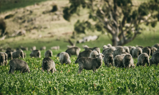 Merinowolle, nachhaltig, artgerecht, tierfreundlich, ORTOVOX, Outdoorkleidung, Funktionskleidung
