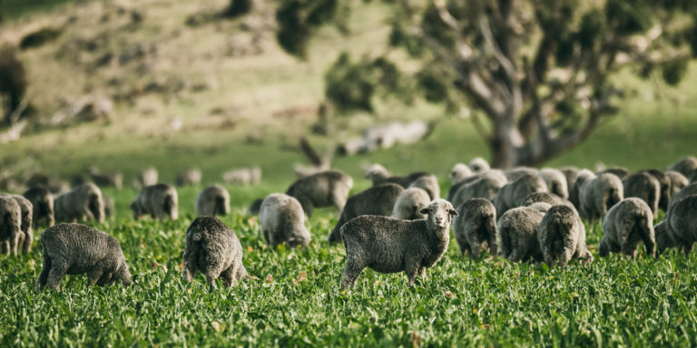 Merinowolle, nachhaltig, artgerecht, tierfreundlich, ORTOVOX, Outdoorkleidung, Funktionskleidung