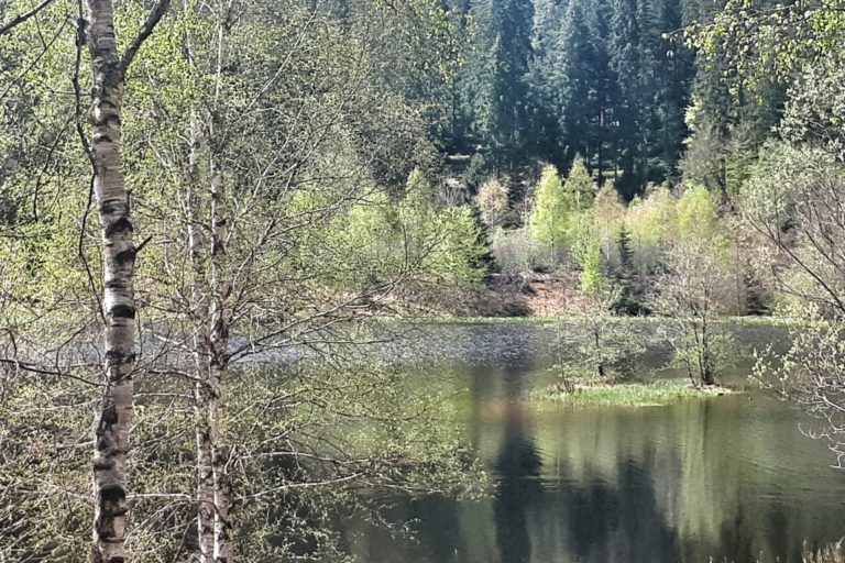 Sankenbachsee, Karsee, See, Nordschwarzwald, Schwarzwald, Karsee, Wandern