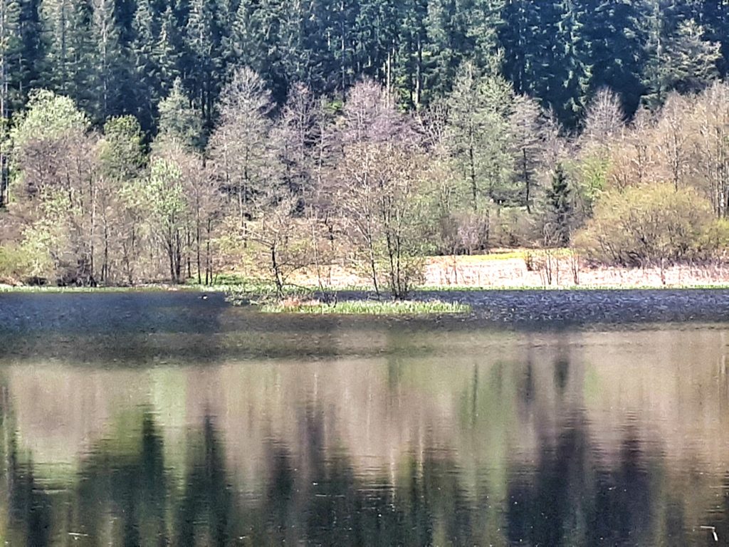 Sankenbachsee, Karsee, See, Nordschwarzwald, Schwarzwald, Karsee, Wandern