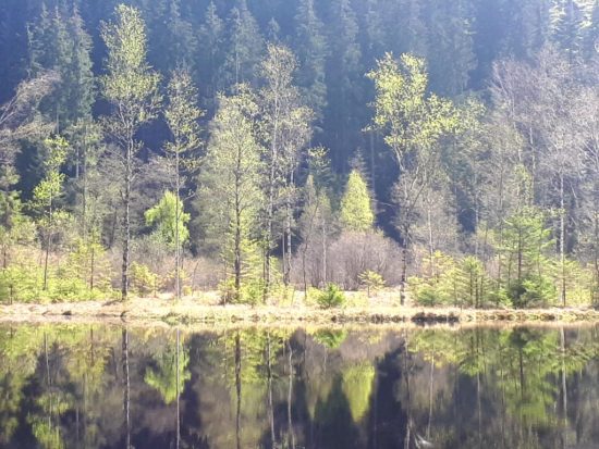 Ellbachsee, Karsee, See, Nordschwarzwald, Schwarzwald, Karsee, Wandern