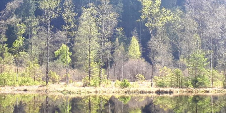Ellbachsee, Karsee, See, Nordschwarzwald, Schwarzwald, Karsee, Wandern