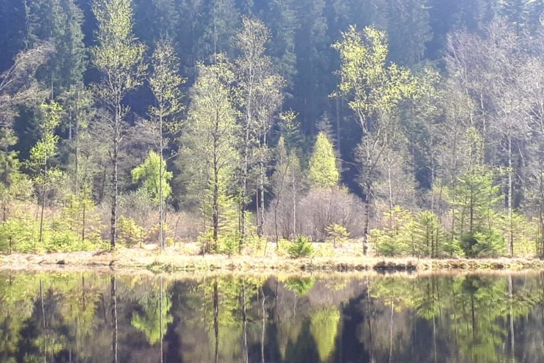Ellbachsee, Karsee, See, Nordschwarzwald, Schwarzwald, Karsee, Wandern