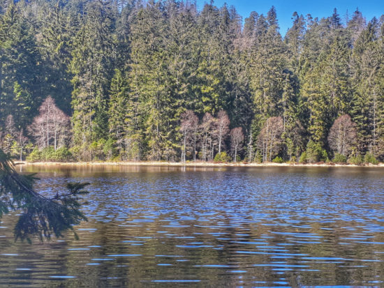 Karsee Herrenwieser See im Nordschwarzwald