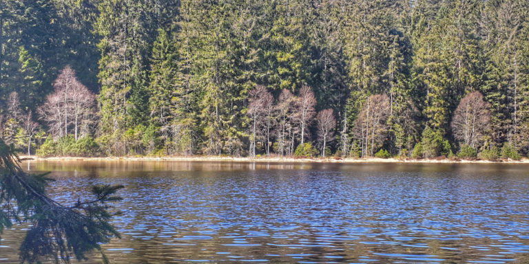 Karsee Herrenwieser See im Nordschwarzwald
