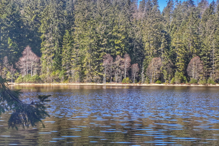 Karsee Herrenwieser See im Nordschwarzwald